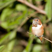 Allen's Hummingbird
